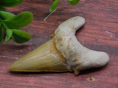 SHARK TOOTH ROCK STONE LAPIDARY SPECIMEN