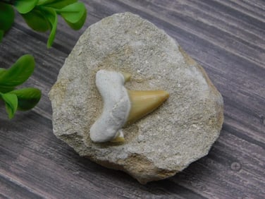 SHARK TOOTH IN MATRIX ROCK STONE LAPIDARY SPECIMEN