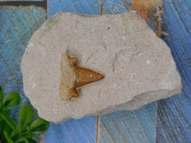 SHARK TOOTH IN MATRIX ROCK STONE LAPIDARY SPECIMEN