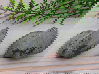 BRACHIOPOD ROCK STONE LAPIDARY SPECIMEN