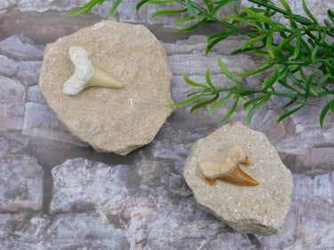 SHARK TEETH IN MATRIX ROCK STONE LAPIDARY SPECIMEN