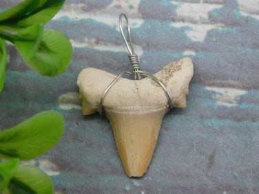 SHARK TEETH PENDANTS ROCK STONE LAPIDARY SPECIMEN