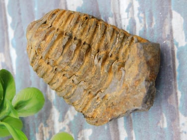 TRILOBITE ROCK STONE LAPIDARY SPECIMEN