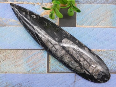 ORTHOCERAS ROCK STONE LAPIDARY SPECIMEN