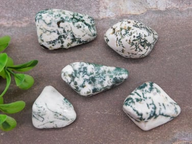 TREE AGATE ROCK STONE LAPIDARY SPECIMEN