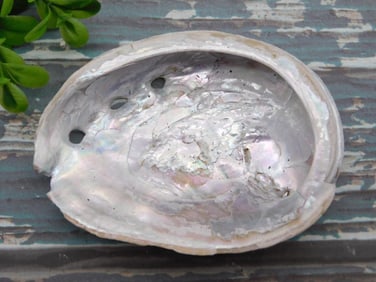 ABALONE BUTTERFLY NECKLACE ROCK STONE LAPIDARY SPECIMEN