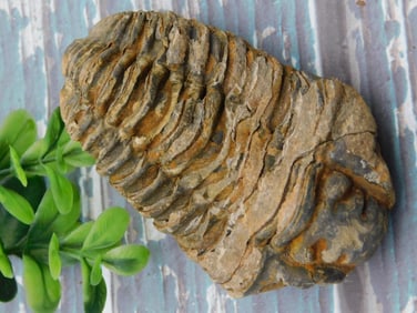 TRILOBITE ROCK STONE LAPIDARY SPECIMEN