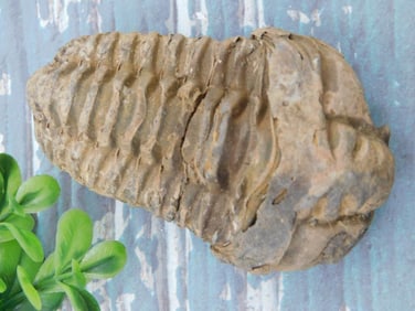 TRILOBITE ROCK STONE LAPIDARY SPECIMEN