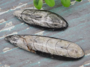 ORTHOCERAS ROCK STONE LAPIDARY SPECIMEN