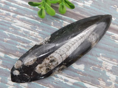 ORTHOCERAS ROCK STONE LAPIDARY SPECIMEN