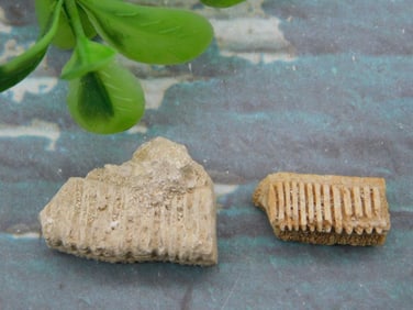 STINGRAY TEETH ROCK STONE LAPIDARY SPECIMEN