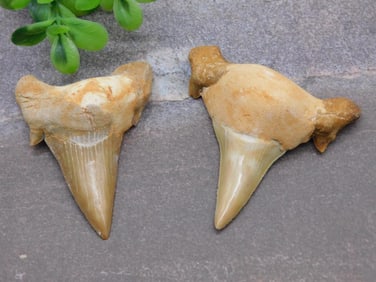 SHARK TEETH ROCK STONE LAPIDARY SPECIMEN