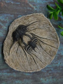 DICRANUS HAMATAS ELEGANTUS TRILOBITE FOSSIL