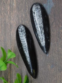 ORTHOCERAS ROCK STONE LAPIDARY SPECIMEN