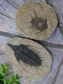 TRILOBITE FOSSILS ROCK STONE LAPIDARY SPECIMEN