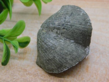 BRACHIOPOD ROCK STONE LAPIDARY SPECIMEN