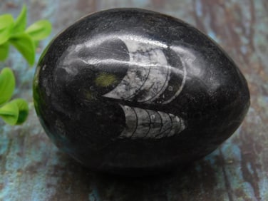 ORTHOCERAS EGG ROCK STONE LAPIDARY SPECIMEN