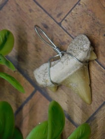 SHARK TOOTH PENDANT ROCK STONE LAPIDARY SPECIMEN