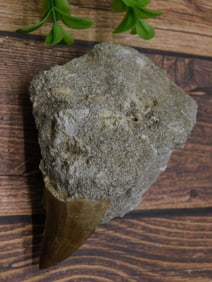 DINOSAUR TOOTH IN MATRIX ROCK STONE LAPIDARY SPECIMEN