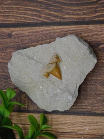 SHARK TOOTH IN MATRIX ROCK STONE LAPIDARY SPECIMEN