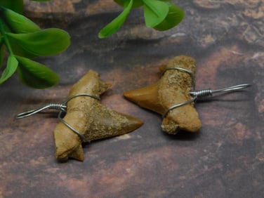 SHARK TEETH PENDANTS ROCK STONE LAPIDARY SPECIMEN