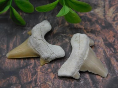 SHARK TEETH ROCK STONE LAPIDARY SPECIMEN