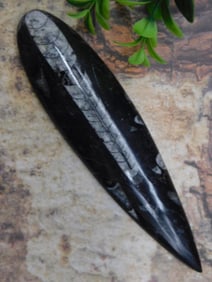 ORTHOCERAS ROCK STONE LAPIDARY SPECIMEN