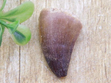 DINOSAUR TOOTH ROCK STONE LAPIDARY SPECIMEN