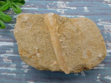 ENCHODUS FOSSIL ROCK STONE LAPIDARY SPECIMEN