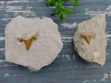 SHARK TEETH IN MATRIX ROCK STONE LAPIDARY SPECIMEN