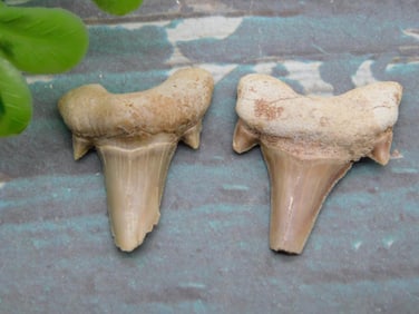 SHARK TEETH ROCK STONE LAPIDARY SPECIMEN