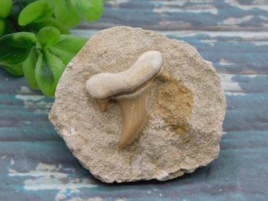 SHARK TOOTH IN MATRIX ROCK STONE LAPIDARY SPECIMEN