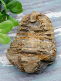 TRILOBITE ROCK STONE LAPIDARY SPECIMEN