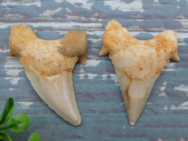 SHARK TEETH ROCK STONE LAPIDARY SPECIMEN