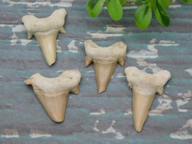 SHARK TEETH ROCK STONE LAPIDARY SPECIMEN