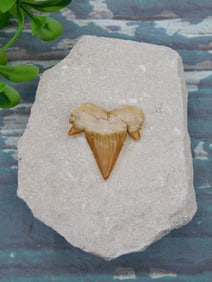 SHARK TOOTH IN MATRIX ROCK STONE LAPIDARY SPECIMEN