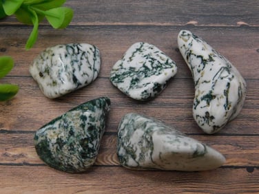 TREE AGATE ROCK STONE LAPIDARY SPECIMEN