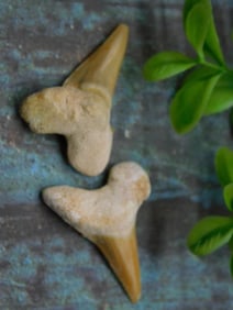 SHARK TEETH ROCK STONE LAPIDARY SPECIMEN