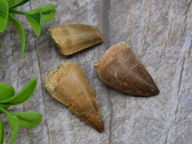DINOSAUR TEETH ROCK STONE LAPIDARY SPECIMEN