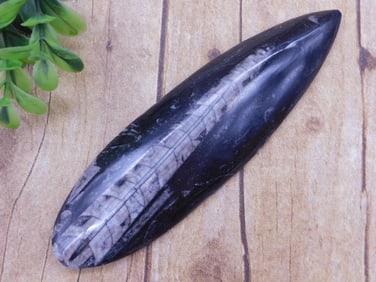 ORTHOCERAS ROCK STONE LAPIDARY SPECIMEN