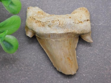 SHARK TOOTH ROCK STONE LAPIDARY SPECIMEN