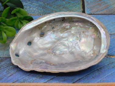ABALONE SHELL