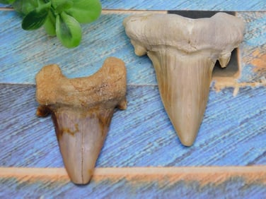 SHARK TEETH ROCK STONE LAPIDARY SPECIMEN