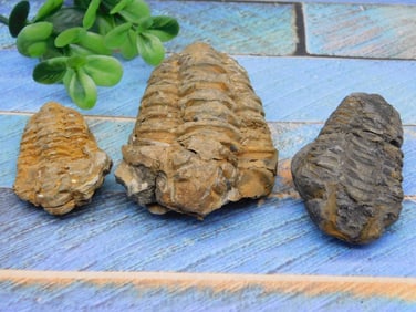 TRILOBITES ROCK STONE LAPIDARY SPECIMEN
