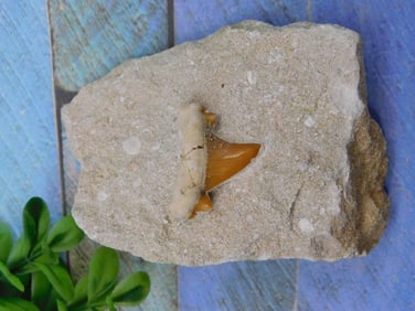 SHARK TOOTH IN MATRIX ROCK STONE LAPIDARY SPECIMEN