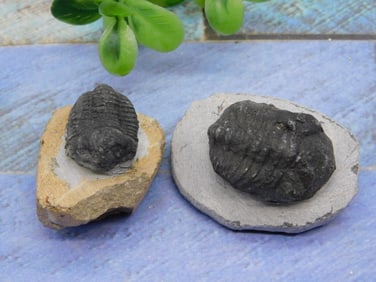 TRILOBITES ROCK STONE LAPIDARY SPECIMEN