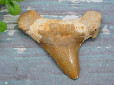 SHARK TOOTH ROCK STONE LAPIDARY SPECIMEN