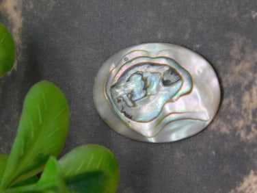 ABALONE CABOCHON ROCK STONE LAPIDARY SPECIMEN