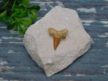 SHARK TOOTH IN MATRIX ROCK STONE LAPIDARY SPECIMEN