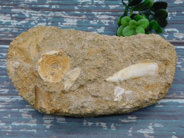 FOSSIL IN MATRIX ROCK STONE LAPIDARY SPECIMEN